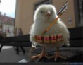 /album/fotogalerij/laat-de-strijd-beginnen-jpg/